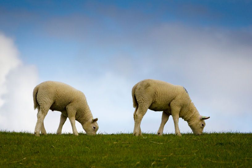 grazende lammetjes par ton vogels