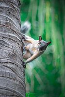 In den Augen eines Eichhörnchens