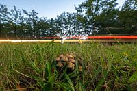 Pilze in der Nähe einer stark befahrenen Straße