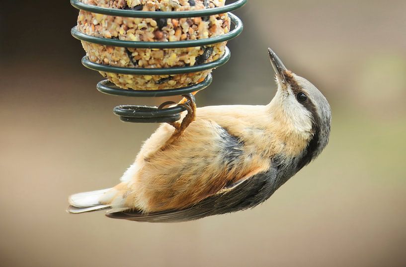 Nuthatch hanging from the seed bulb by Saranda in t Veld Fotografie