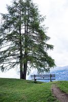 Bank neben den Bäumen