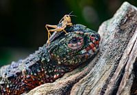 When the food goes to your head