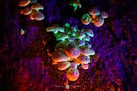 Romantische Elfenpilze.