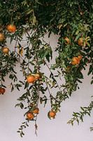 Orange pomegranates on Bonaire
