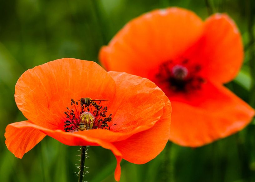 Mohn mit Schwebfliege von Joop Gerretse
