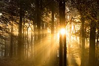 Sunrise in the forest