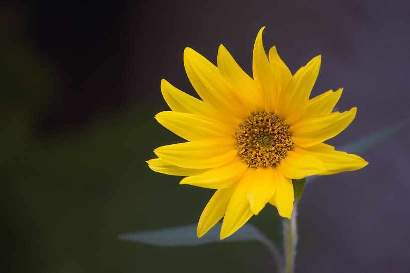 Sonnenblume von VenPhoto