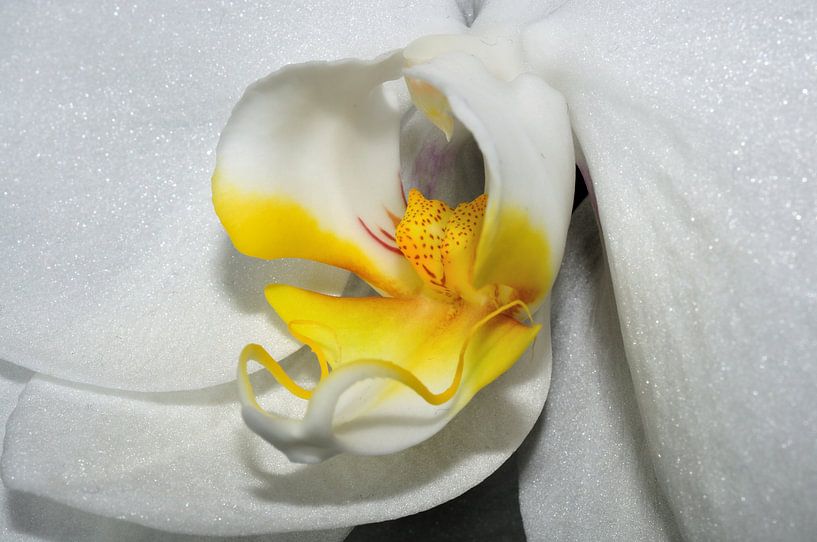 Orchideenblüte von Philipp Klassen
