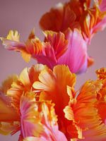 EXPLOSION DE COULEURS FLOWER POWER PARROT TULIP BLOOM RAISA