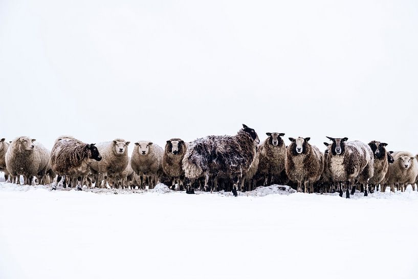 Group of sheep standing in a snowy meadow in winter by Sjoerd van der Wal Photography