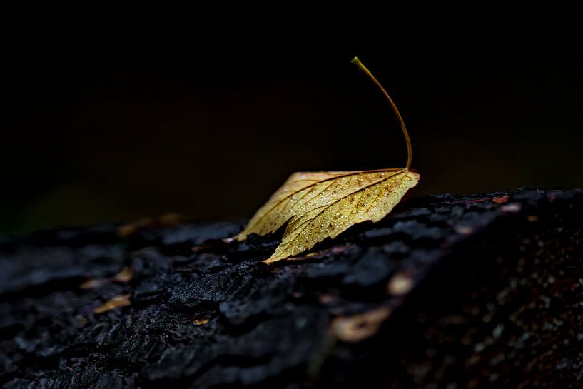 Autumn leaf on tree stump by Rik Verslype