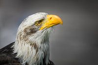 Portrait du pygargue à tête blanche