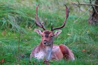 "Portrait d'un daim.