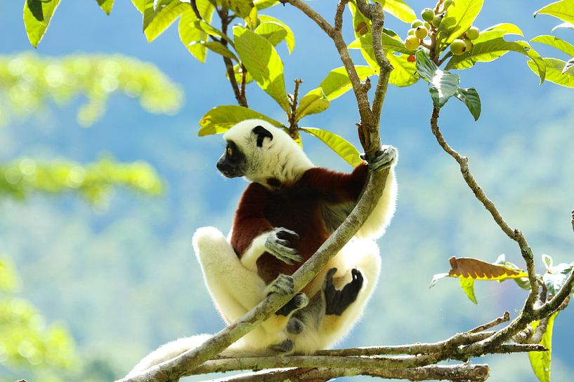 Coquerel's Sifaka-Lemur auf Madagaskar von Marieke Funke