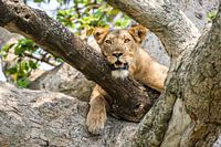 Attentive lioness / African landscape / Nature photography / Uganda