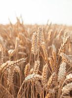 Getreide