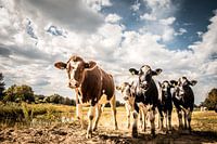 Des vaches au bord de l'eau