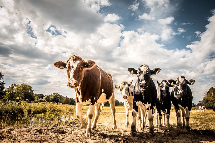 Des vaches au bord de l'eau par Cynthia Verbruggen