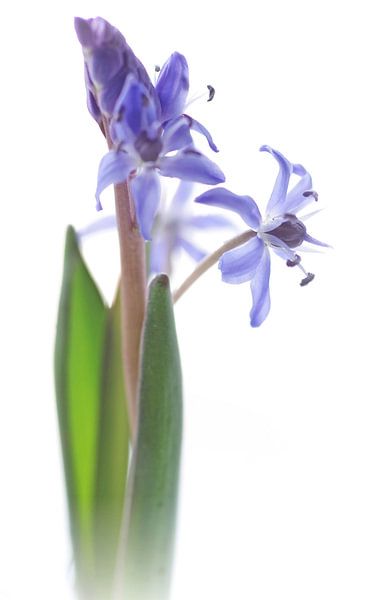 Schneeglöckchen von Marlies Prieckaerts