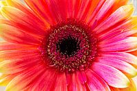 Nahaufnahme Gerbera