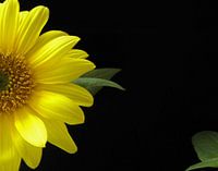 Blühende Sonnenblume für schwarzen Hintergrund