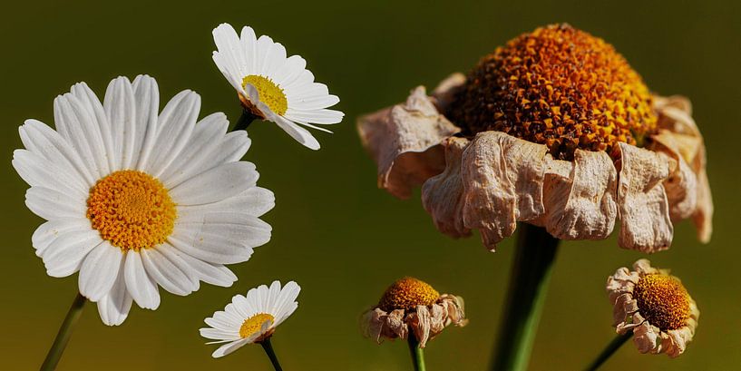 Marguerite par Klaartje Majoor