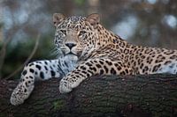 Luipaard op een tak van een boom