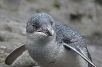 Petit pingouin bleu en Nouvelle-Zélande