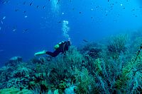 Le paradis d'un plongeur le récif