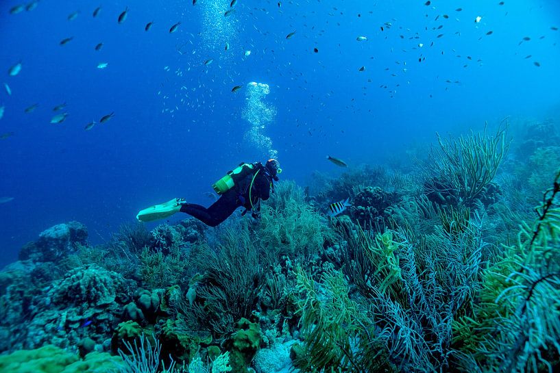Das Paradise eines Tauchers das Riff von Harald Schottner