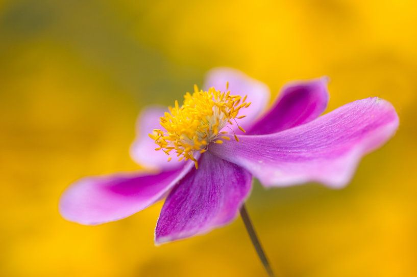 Anemoon met hart van geel par Cocky Anderson