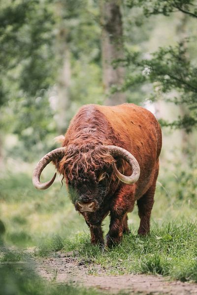Scottish Highlander Bull by Maria-Maaike Dijkstra