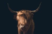 Photo de portrait amusante d'un Highlander écossais - Photographie unique d'animaux pleins de caractère