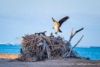 Fischadler füttert seine Jungen
