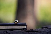 Das Gewicht von Wörtern