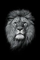 Schwarz-Weiß Löwe - Zeitlose Stärke und Mysterium