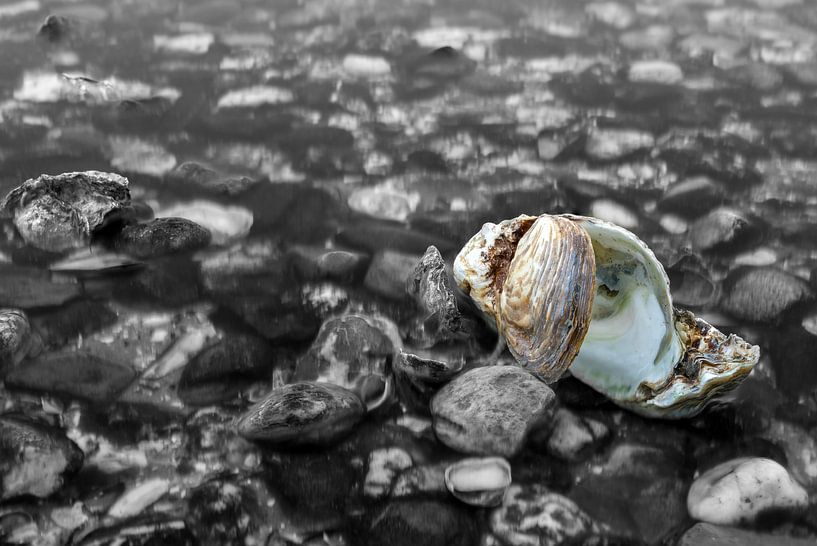  Oyster by Jan Koppelaar Fotografie