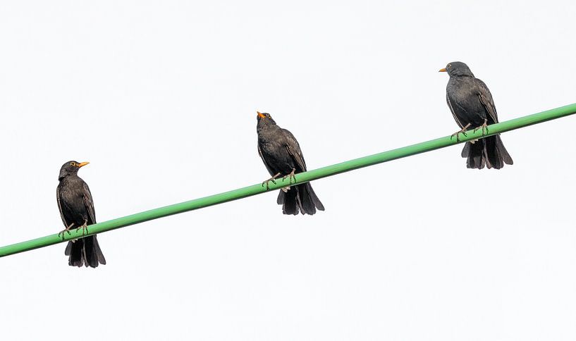 Drie merels op een draad von Harrie Muis