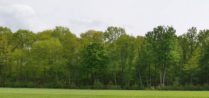 forest edge in the sun in the Reestdal by Wim vd Neut