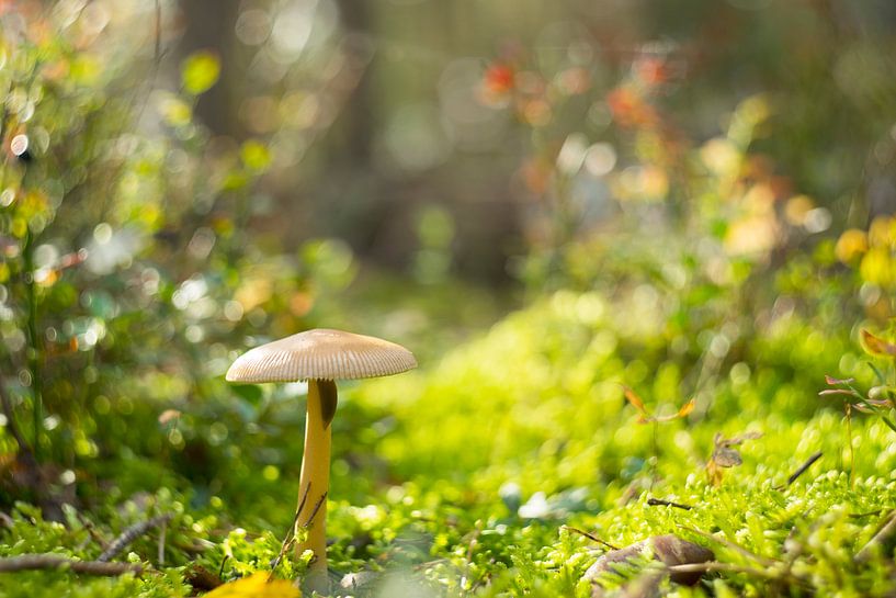 Champignons Macro en automne par Marloes van Pareren
