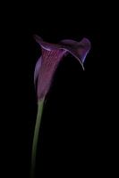 The Hidden Life of an Arum Calyx