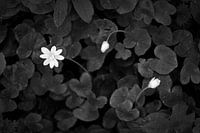 Qui a dit qu'il fallait être deux pour danser le tango ?