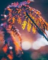 Bunter rot-oranger Herbstfarn