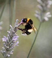 Bumblebee on lavender