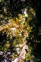 Die Bäume von Minca