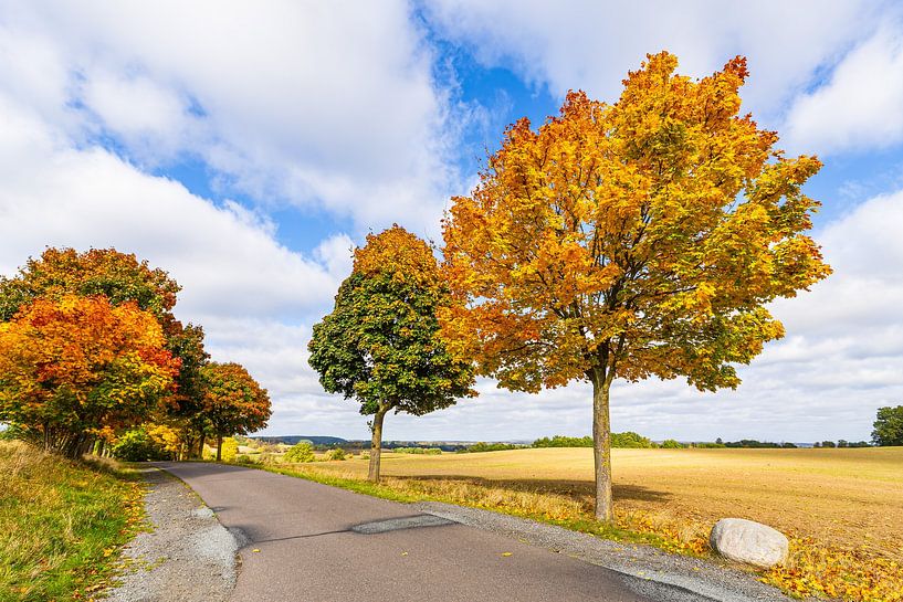 Autumn coloured trees and road in autumn near Groß Gö by Rico Ködder