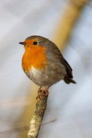 Rotkehlchen (Erithacus rubecula)