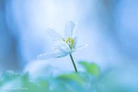 Buschwindröschen mit Tautropfen