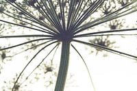 Abstraktes Heracleum