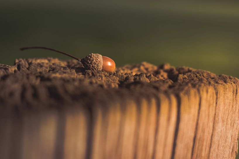 Eikel bij zonsondergang by Inge Heeringa
